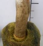 Falscher Rotfußröhrling, Foto 19