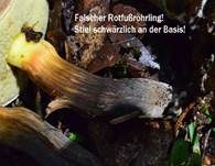 Falscher Rotfußröhrling, Foto 7