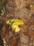 Falscher Schwefelröhrling, Foto 20