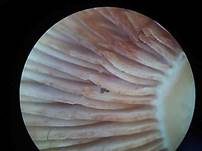 Atlantischer Milchling, Foto 6