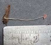 Farn-Helmling, Foto 14