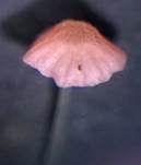 Farn-Helmling, Foto 16