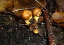 Faserschüppling, Foto 6