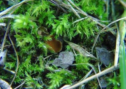 Atrichum-Moosling, Foto 4