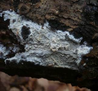 Feinborstiger Rindenpilz, Foto 3