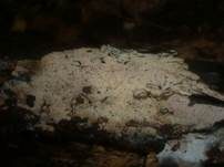 Feinborstiger Rindenpilz, Foto 10