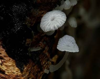 Feinhaariger Scheinhelmling, Foto 4