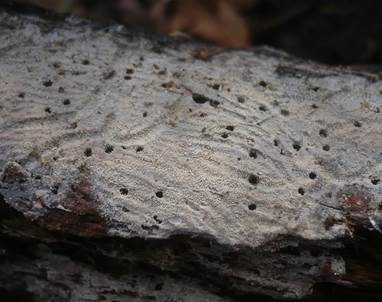Feinkörniger Stachelsporling, Foto 2