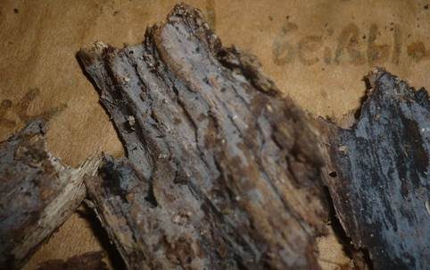 Feinkörniger Stachelsporling, Foto 3