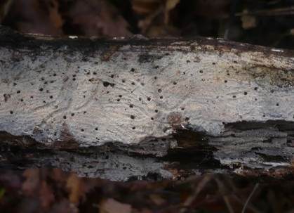 Feinkörniger Stachelsporling, Foto 4