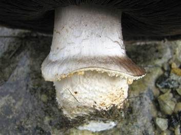 Feinschuppiger Egerling, Foto 4