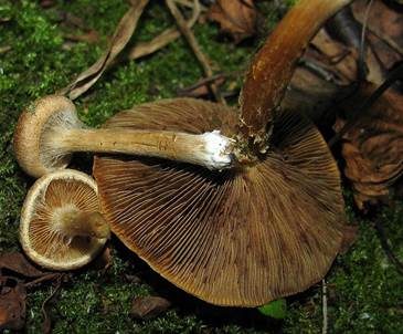 Feinschuppiger Risspilz, Foto 2