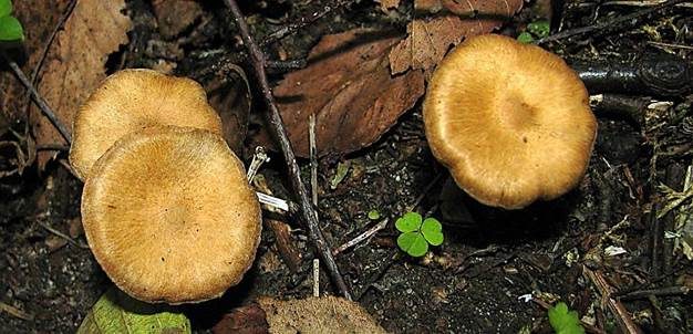 Feinschuppiger Risspilz, Foto 3