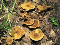 Feinschuppiger Risspilz, Foto 6