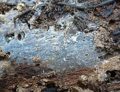 Feinwarziger Zystidenrindenpilz, Foto 2