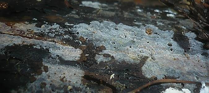 Feinwarziger Zystidenrindenpilz, Foto 3