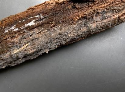 Feinwarziger Zystidenrindenpilz, Foto 4