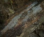 Feinwarziger Zystidenrindenpilz, Foto 7
