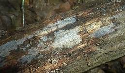 Feinwarziger Zystidenrindenpilz, Foto 9