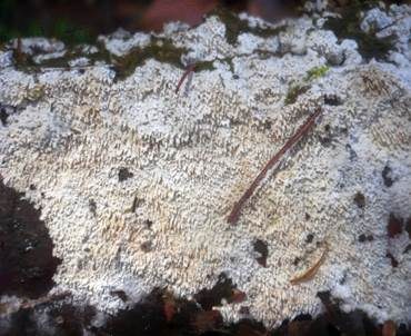 Feinzahniger Rindenpilz, Foto 2