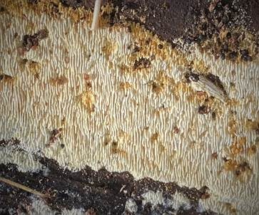Feinzahniger Rindenpilz, Foto 4