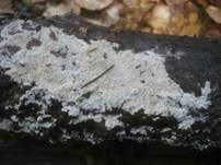 Feinzahniger Rindenpilz, Foto 6