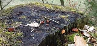 Fenchelporling, Foto 21