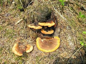 Fenchelporling, Foto 5