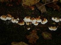 Fenchelporling, Foto 39
