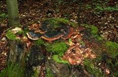 Fenchelporling, Foto 6