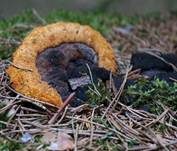 Fenchelporling, Foto 43