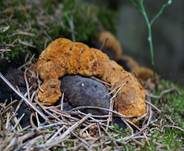 Fenchelporling, Foto 44