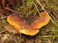 Fenchelporling, Foto 45