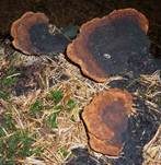 Fenchelporling, Foto 9