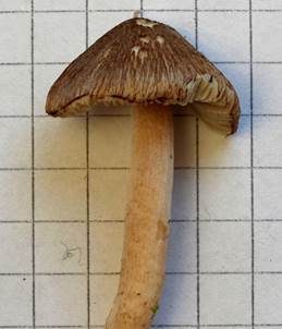 Fettigglänzender Risspilz, Foto 4