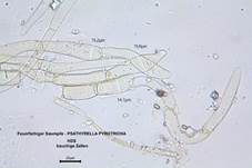 Feuerfarbiger Saumpilz, Foto 21