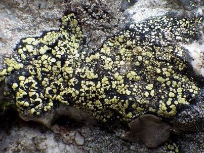 Feuersalamander-Flechte, Foto 4