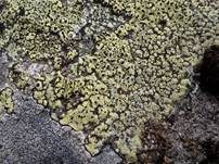 Feuersalamander-Flechte, Foto 7