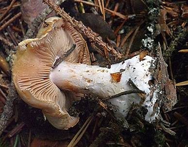Aufgeblasener Schleierling, Foto 2