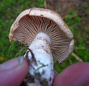 Aufgeblasener Schleierling, Foto 3