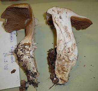 Aufgeblasener Schleierling, Foto 4