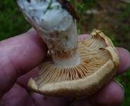 Aufgeblasener Schleierling, Foto 8