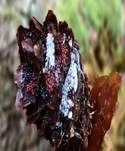 Fichtenzapfenrostpilz, Foto 8