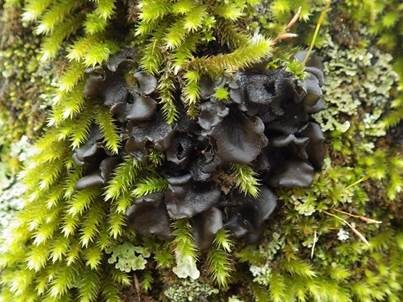 Filzige Gallertflechte, Foto 3
