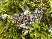 Filzige Gallertflechte, Foto 10