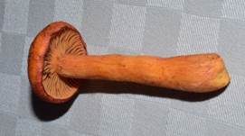Filziger Gelbfuß, Foto 27
