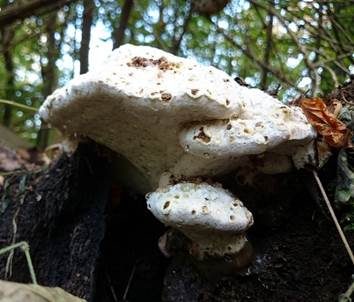 Filziger Schaumschwamm, Foto 2