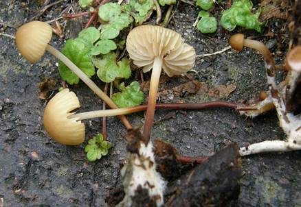 Filzstieliger Schwindling, Foto 2
