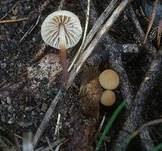 Filzstieliger Schwindling, Foto 5