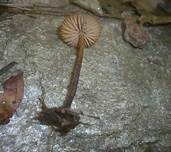 Filzstieliger Schwindling, Foto 6